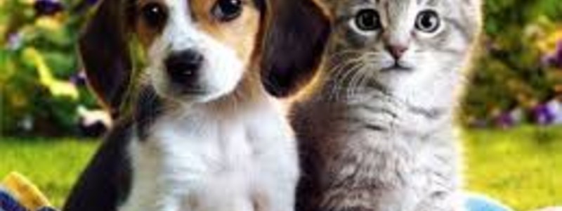  ¿ERES UN GATITO O UN PERRITO?