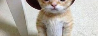 que animal eres