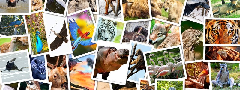 Qué animal eres, de acuerdo a tu personalidad.