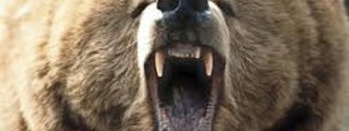 ¿QUE ANIMAL SERIAS?