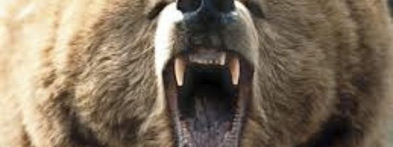 ¿QUE ANIMAL SERIAS?