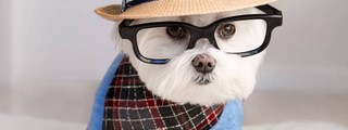 ¿Es tu perro un millennial?