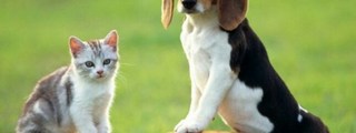 ¿Preferis perros o gatos?