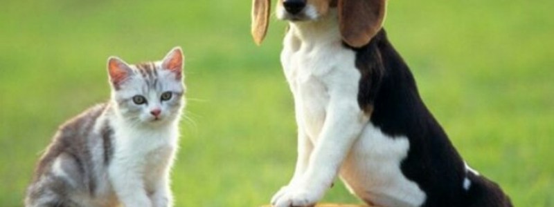 ¿Preferis perros o gatos?