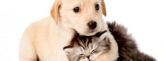 eres un gatito o un perrito