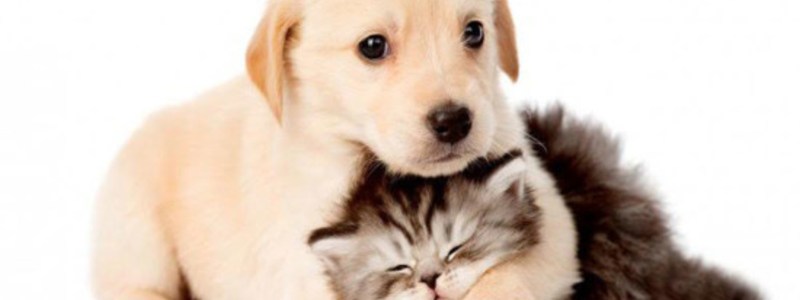 eres un gatito o un perrito
