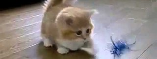 Que tan kawaii eres