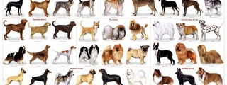 Que perro eres?
