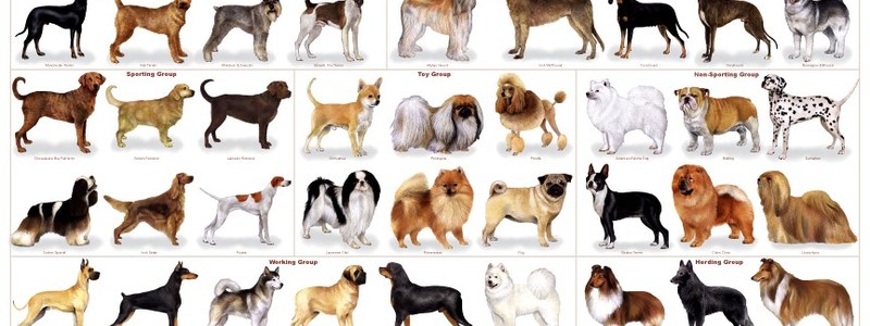 Que perro eres?