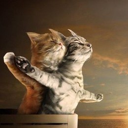 Que le dice un gato a otro gato haciendo TITANIC? - Quanto Sentido Del Humor Tienes?