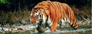 que animal eres