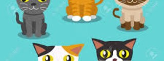 que tipo de gato eres