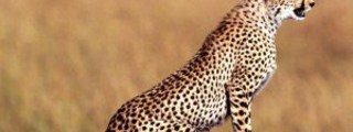 animales