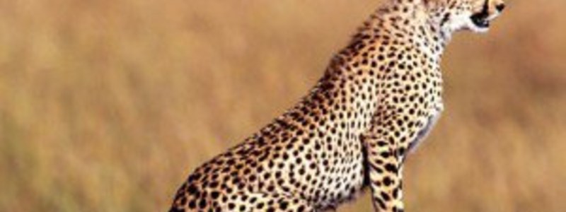 animales
