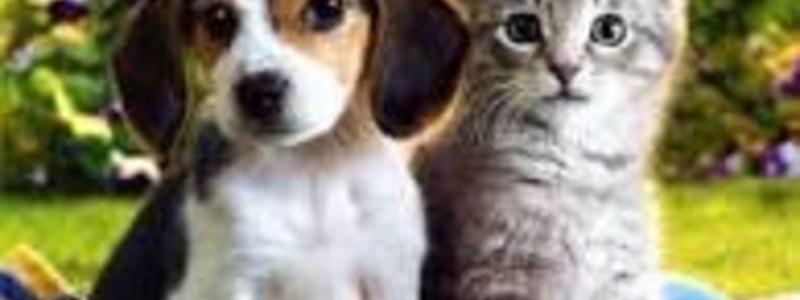 eres un perro o eres un gato ???
