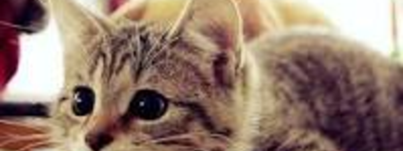 Eres Tierno