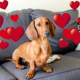 como se llaman sus mascotas - cuanto conoces a los polinesios 