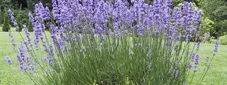 Las partes de las plantas