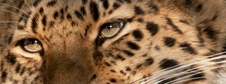 Que animal eres?