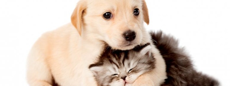 que mascota eres perro o gato