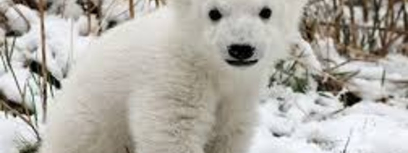 Que animal eres 