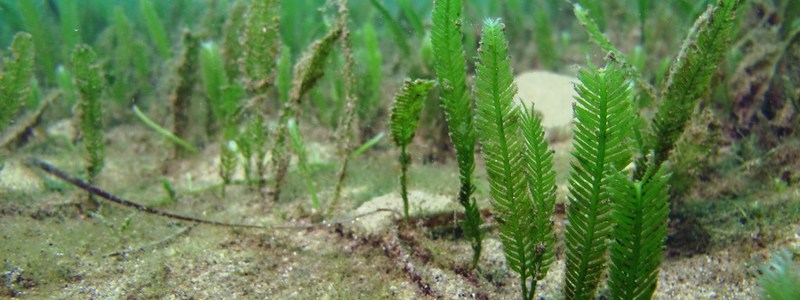 CAULERPA TAXIFOLIA