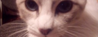 Cuanto amas a los gatos?