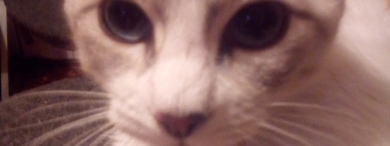 Cuanto amas a los gatos?