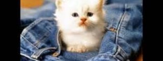 ¿QUE GATO ERES ?