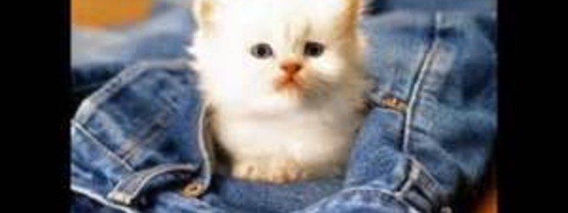 ¿QUE GATO ERES ?