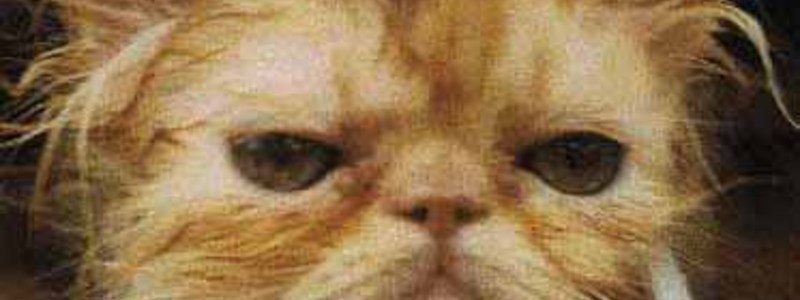¿A Q ANIMAL TE PAERECES WEY?