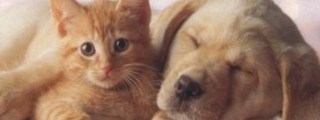 Eres un perro o un gato?