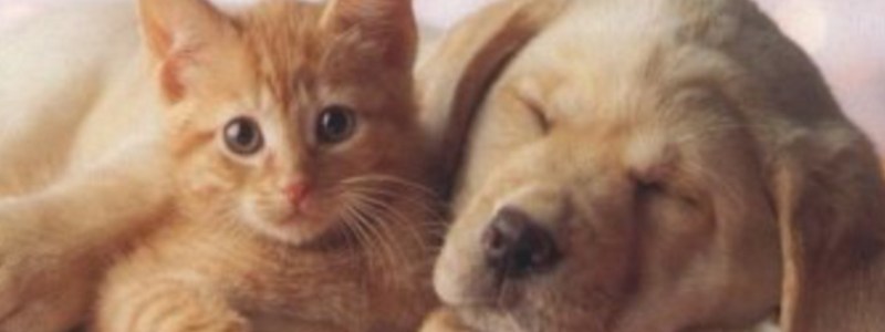 Eres un perro o un gato?