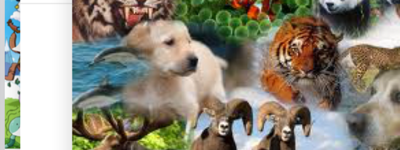 Que animal eres ?