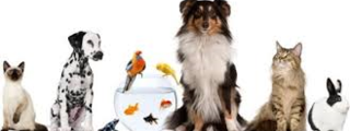 ¿Que animal domestico eres?