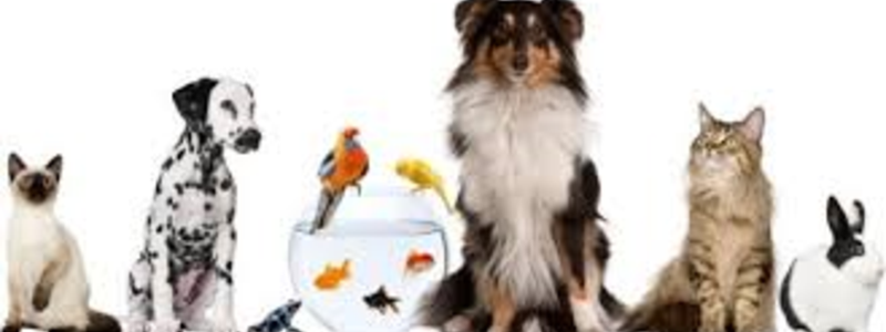 ¿Que animal domestico eres?