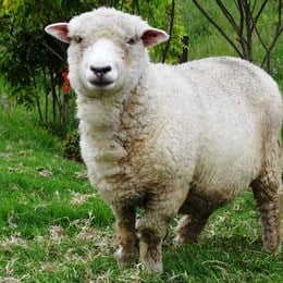 antes zipora cuidaba las ovejas ahora las cuida... - las hermanas de zipora