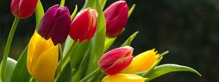 LAS FLORES