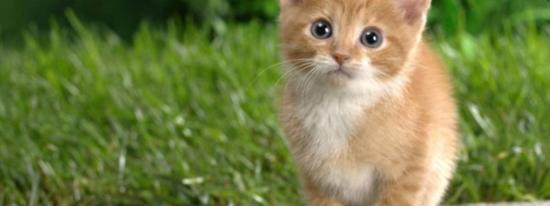 Que tanto sabes de Minecraft