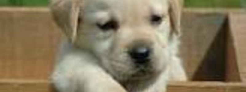 CUANTO SABES DE LOS PERROS ?