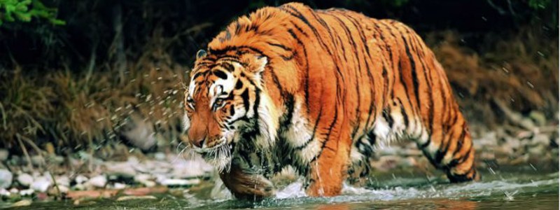 que animal eres 