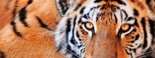 Que animal salvaje eres?