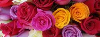 Que rosa eres