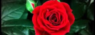 que   flor  eres