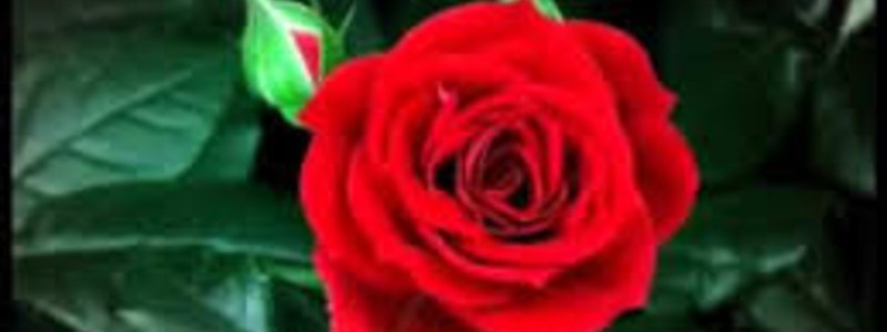 que   flor  eres