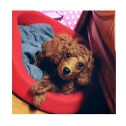 &iquest;como se llama el perro de min yoongi? - cuanto sabes de min yoongi? 