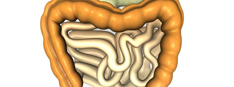 Test sobre l'aparell digestiu