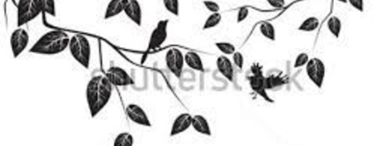 &iquest;Que Tanto Conoces a Syes?