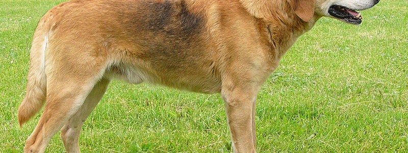 CUANTO SABES SOBRE LOS PERROS?!
