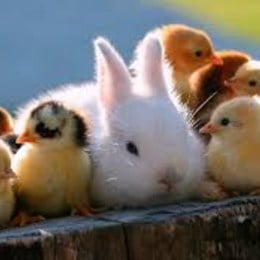 cual es tu animal favorito? - &iquest;Que animatronico de TODA la saga de Five Nights at Freddy&acute;s eres?